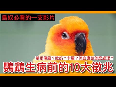 陽台有死掉的小鳥|【鳥死在陽台怎麼處理】鳥兒飛進陽台不幸身亡處理指南